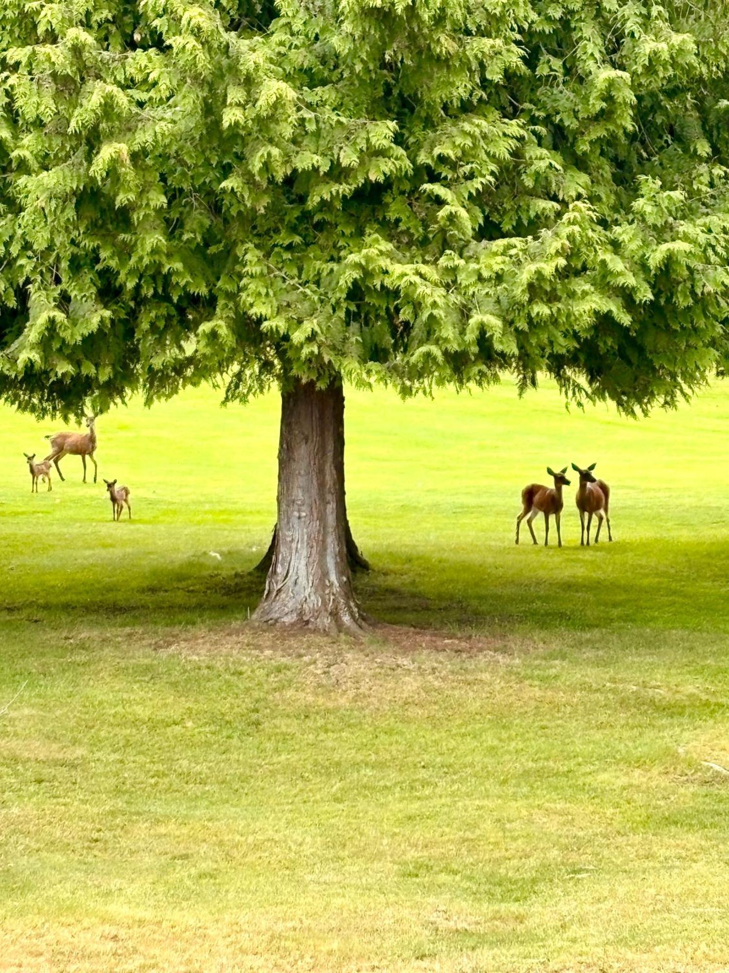 Oceanside Manor - Golf Course View Bed & Breakfast Qualicum Beach Luaran gambar